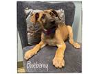 Adopt Blueberry a Belgian Shepherd / Malinois, Giant Schnauzer