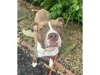 Adopt Milo a Pit Bull Terrier, Mixed Breed