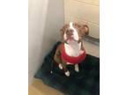 Adopt Milo a Pit Bull Terrier, Mixed Breed