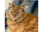 Adopt Tom a Domestic Long Hair