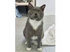 Adopt Community Chest a Domestic Short Hair