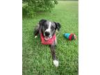 Adopt Smith a Catahoula Leopard Dog