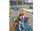 Adopt Lakota a Husky