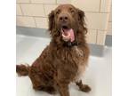 Adopt Dax a Poodle, Chocolate Labrador Retriever