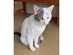 Adopt Katsu a Domestic Short Hair