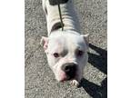 Adopt 55706714 a Pit Bull Terrier, Mixed Breed