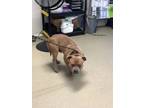 Adopt ROCKY a Pit Bull Terrier, Mixed Breed