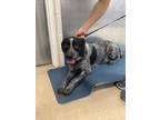 Adopt Robbie a Australian Cattle Dog / Blue Heeler, Mixed Breed