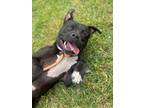 Adopt Maui a Pit Bull Terrier, Mixed Breed