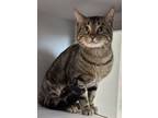 Adopt Taka a Domestic Short Hair