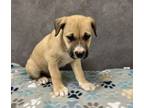 Adopt Jaxon a Pit Bull Terrier, Mixed Breed