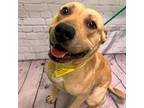 Adopt A008660 a Pit Bull Terrier