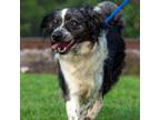 Adopt Rob Roy D44781 a Australian Shepherd, Border Collie