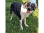 Adopt Rob Roy D44781 a Australian Shepherd, Border Collie