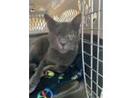 Adopt Winky a Domestic Short Hair