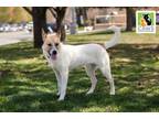 Adopt Dexter a Labrador Retriever, Cattle Dog