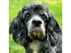 Adopt Nacci a Cocker Spaniel