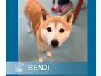 Adopt Benji a Shiba Inu