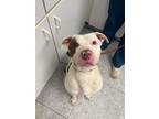 Adopt Diesel a American Staffordshire Terrier