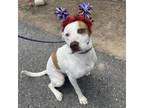 Adopt Maximus a Pit Bull Terrier, Mixed Breed