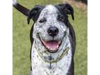 Adopt Blue Boy a Australian Cattle Dog / Blue Heeler