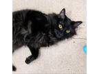 Adopt Braxton a Domestic Long Hair