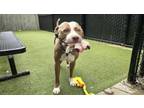 Adopt Popcorn a Pit Bull Terrier, Mixed Breed