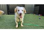 Adopt Gonzalo a Spaniel, Mixed Breed