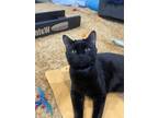 Adopt Valentine a Domestic Short Hair