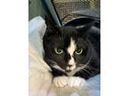 Adopt Spicy Meatball a Domestic Short Hair