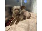 Adopt Jack Jack 6447 a Poodle, Mixed Breed