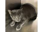 Adopt Charlie a Domestic Short Hair