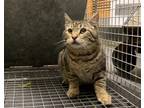 Adopt BARN CAT SCOUT a Domestic Short Hair