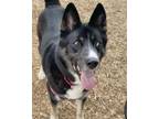 Adopt DUKE a Alaskan Malamute, German Shepherd Dog