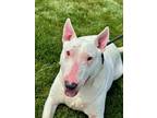 Adopt Scout a Bull Terrier, Mixed Breed