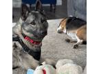 Adopt Tripp a Norwegian Elkhound, German Shepherd Dog