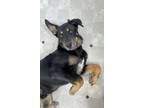 Adopt Tonto a German Shepherd Dog
