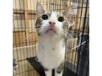 Adopt Lark a Domestic Short Hair