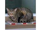 Adopt Martin a Domestic Short Hair