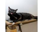 Adopt Mathias a Domestic Short Hair