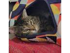 Adopt Mike a Tabby