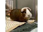 Adopt Gilbert a Guinea Pig