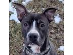 Adopt Tony a Mixed Breed, Pit Bull Terrier