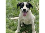 Adopt Jane a Mixed Breed