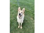 Adopt Wild Bill a German Shepherd Dog