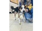 Adopt Richard a Terrier