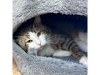 Adopt Orion a Domestic Short Hair