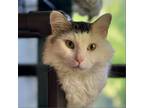 Adopt Neo a Domestic Short Hair