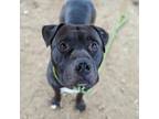 Adopt Vernon a Pit Bull Terrier