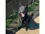 Adopt Nitro a German Shepherd Dog